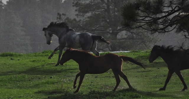 horses running in pasture, Echo Basin Road